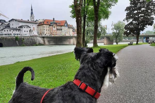 Hund auf Weg mit Stadt im Hintergrund.