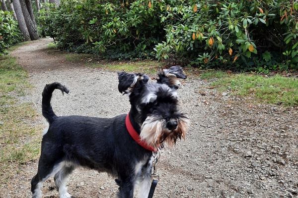 Ein kleiner Hund im Park.