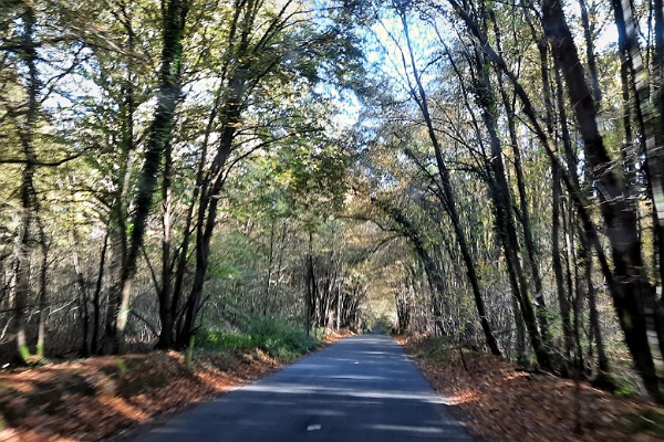 Eine Straße mit Bäumen rechts und links.