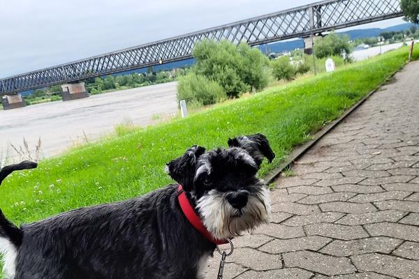 Hund auf einem Weg, dahinter eine Brücke über den Rhein.